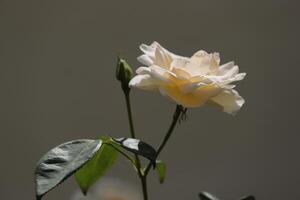 rosa blanca en el jardín foto