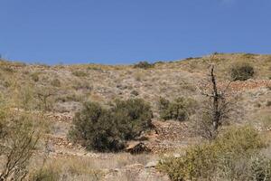 nature in surroundings of uleila del campo, almeria photo