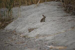 rabbit or hare sitting in nature photo