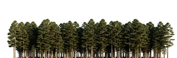 des arbres forêt sur une transparent Contexte png