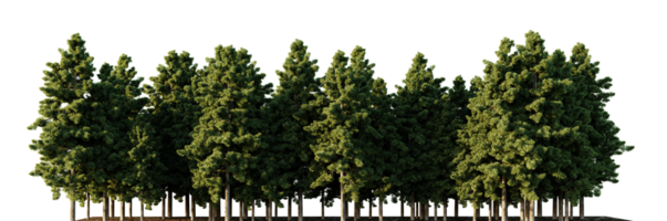 Trees forest on a transparent background png