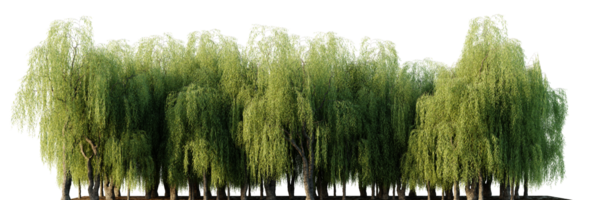 Trees forest on a transparent background png