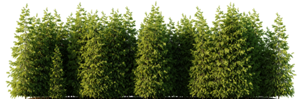 Trees forest on a transparent background png