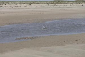 gaviotas y otro aves Mira para comida a el mar, naturaleza reserva foto