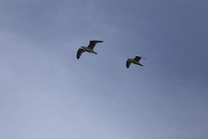 pájaros volando en el cielo foto