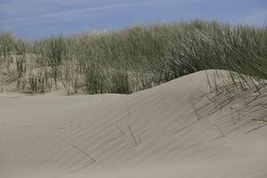 path in the dunes leads to the beach, north sea, netherlands, camperduin photo