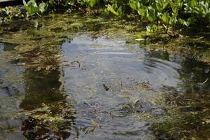 natural pond with lots of frogs, spring photo