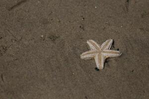 estrella de mar a el playa, Países Bajos foto