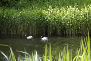 wild ducks swimming in the ditch, netherlands photo