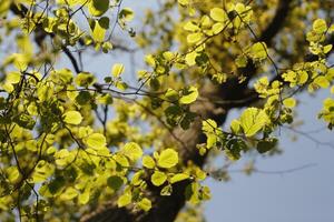 branch of a tree with green leaves photo