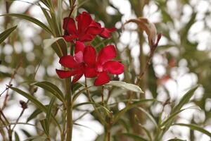 rojo adelfa, Mediterráneo planta foto