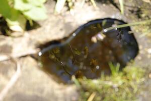 puddle of water in an old tree, reflection in the water photo