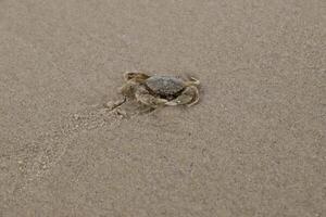 crab walks on the sand photo