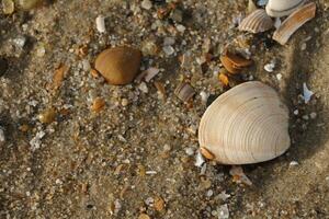 shells, beach in the winter, netherlands photo