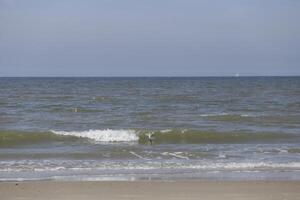 sea and beach in the netherlands photo