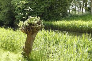 beautiful nature in the netherlands, canals, spring, green landscape, photo