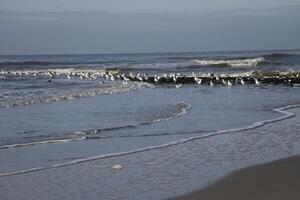 breakwaters with seagulls photo