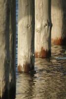 poles in the the north sea at petten, the netherlands photo
