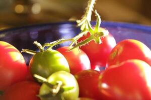 tomatoes in the sunlight photo