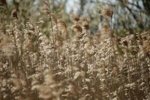 A round walk in the Zwanenwater nature reserve in , North Holland, the Netherlands photo