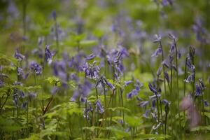 blue bells in the forest, spring, the netherlands photo
