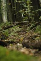 toadstool in the forest, autumn photo