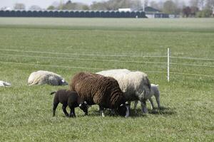 sheep and lambs in the meadow in the Netherlands photo