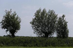 green dutch landscape photo