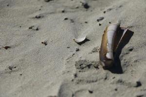 sand at the beach, vlieland, the netherlands photo