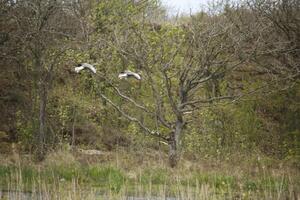 geese, A round walk in the Zwanenwater nature reserve in , North Holland, the Netherlands photo