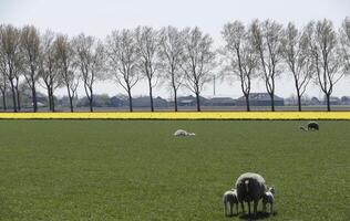 oveja y corderos en el prado en el Países Bajos foto