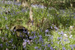 spring in the forest, blue bells, ferns, tree trunks, the netherlands photo