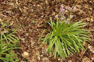 forest in the spring photo