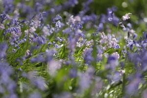 blue bells lovely spring flowers photo
