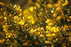 Blooming scotch broom, A round walk in the Zwanenwater nature reserve in , North Holland, the Netherlands photo