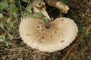 toadstool in the forest, autumn photo