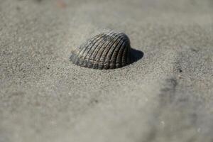 sand at the beach, vlieland, the netherlands photo