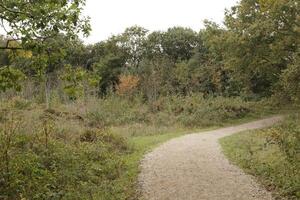 walking path in the dunes of the nature reserve Zwanenwater, the netherlands photo