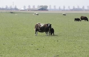 sheep and lambs in the meadow in the Netherlands photo