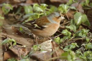 finch visits garden photo