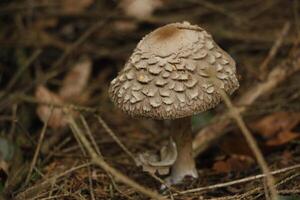 toadstool, autumn, forest, europe photo