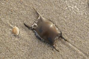 rye egg on the beach, netherlands photo