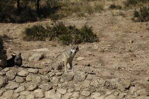 wolf park in the province of malaga photo