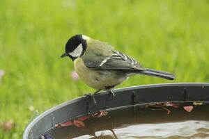 great tit likes to drink water photo