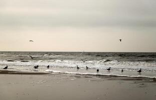 oystercatchers at the high tide line photo