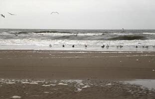 oystercatchers at the high tide line photo