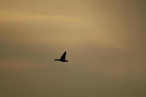 silueta, pájaro moscas por puesta de sol foto