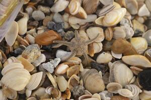 Shells in the sand at the shore in the Netherlands photo