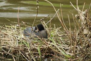 eurasian coot, water bird photo