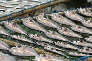 dried fish, Koh Samui island, Thailand photo